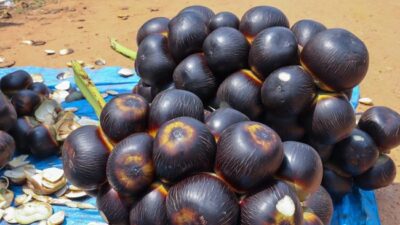 Ini Manfaat Dahsyat Buah Lontar untuk Kesehatan, Diantaranya Menjaga Kesehatan Kulit