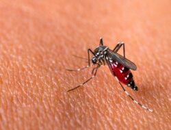 Tren Penyebaran DBD Meningkat di Gunungkidul, Masyarakat Diminta Waspada