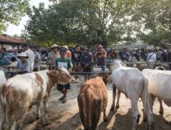 Cegah Penyebaran PMK, Pasar Hewan Imogiri Bantul Bakal Ditutup