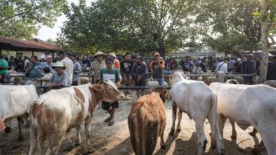 Cegah Penyebaran PMK, Pasar Hewan Imogiri Bantul Bakal Ditutup