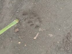 Heboh, Warga Gunungkidul Temukan Jejak Hewan Menyerupai Macan
