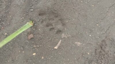 Jejak kaki hewan diduga macan di alas Glempeng, Senedi, Grogol, Paliyan, Gunungkidul. (Dok. Lurah Grogol, Paliyan, Latip Wahyudi)