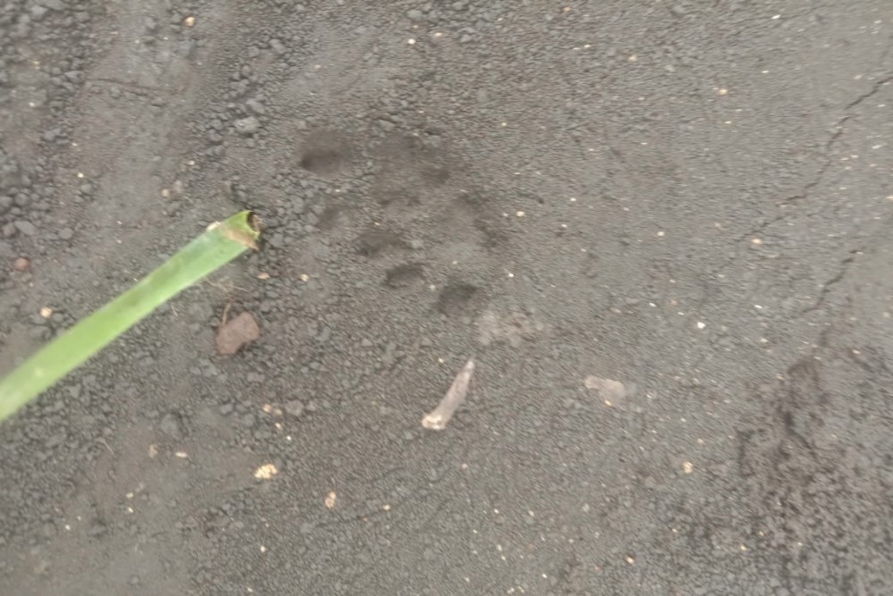 Jejak kaki hewan diduga macan di alas Glempeng, Senedi, Grogol, Paliyan, Gunungkidul. (Dok. Lurah Grogol, Paliyan, Latip Wahyudi)