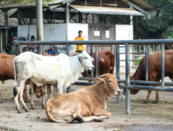 Dampak PMK di Gunungkidul, Harga Sapi Alami Penurunan