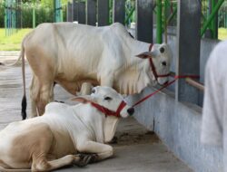 Tekan Penyebaran PMK, Pasar Hewan Pengasih Kulonprogo Ditutup 14 Hari