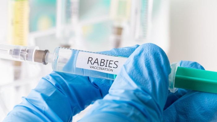 Ilustrasi vaksin rabies (Getty Images/iStockphoto/Teka77)