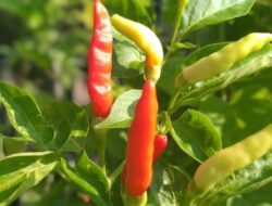 Gak Perlu Kebun Luas! Ini Tips Menanam Cabai di Rumah