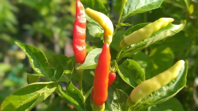 Beberapa buah cabai rawit berwarna merah dan hijau yang masih menempel pada tanaman dengan daun hijau segar, tumbuh di bawah sinar matahari.