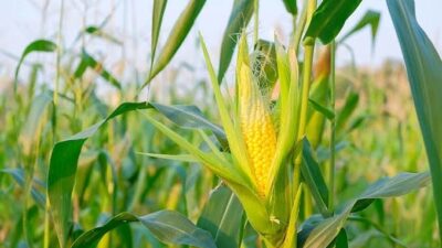 Prabowo Targetkan Indonesia Hentikan Impor Jagung pada 2026: Swasembada Jagung Kini di Depan Mata