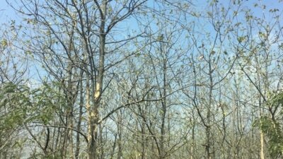 Musim Kemarau 2025 Mundur dan Lebih Pendek, BMKG: Masih Banyak Wilayah Diguyur Hujan