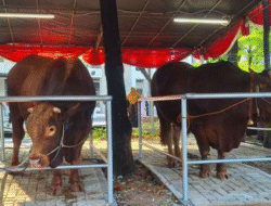 Presiden Prabowo dan Wapres Gibran Serahkan Sapi Kurban ke Masjid Istiqlal Iduladha 1446 H