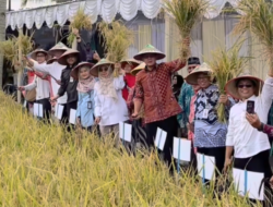 Sleman Panen Raya Padi Organik Sembada Merah, Capai 7 Ton per Hektar