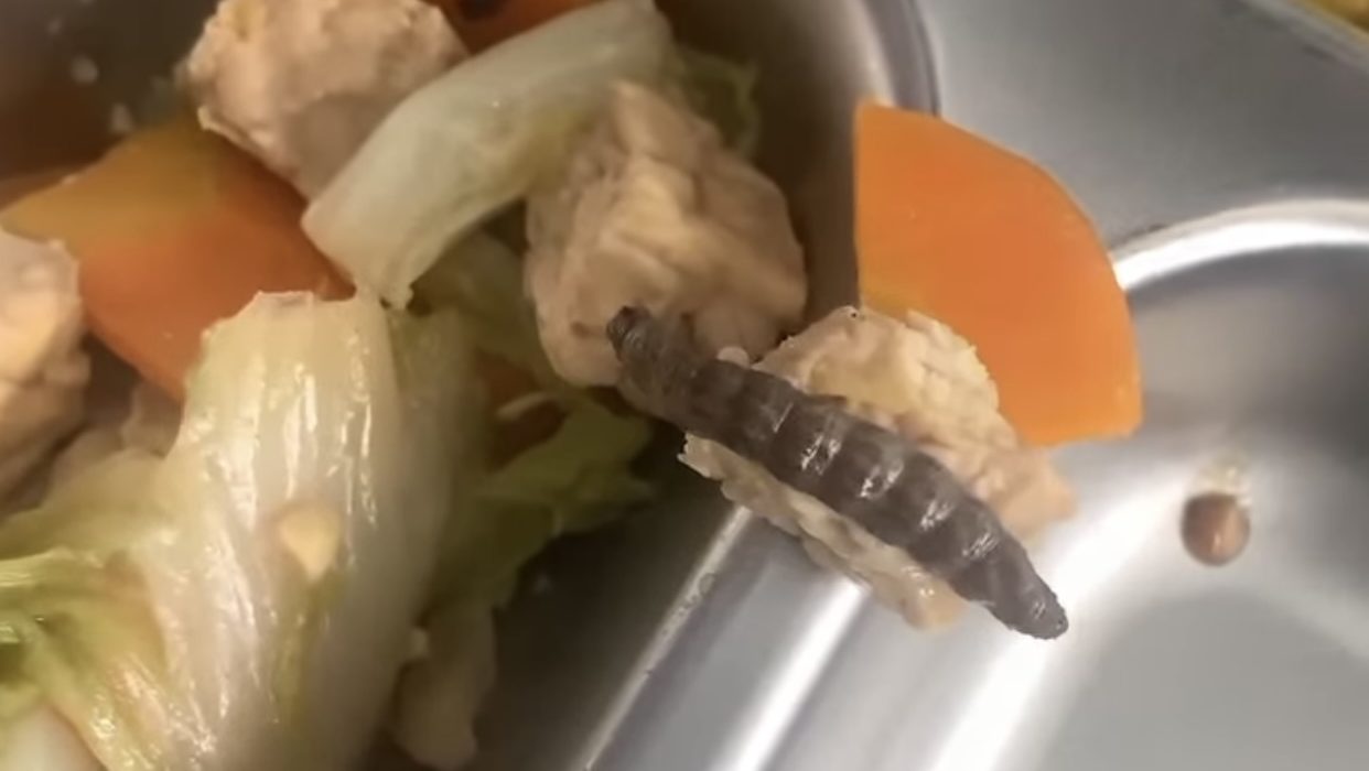 Ulat dan jangkrik di MBG sewon