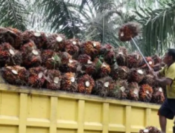 Harga Referensi CPO Oktober 2025 Naik Jadi $963,61, Kemendag Ungkap Pemicunya Permintaan dari India