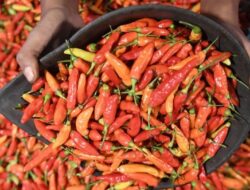 Sempat Melonjak, Harga Cabai Rawit Merah di Jogja Mulai Turun