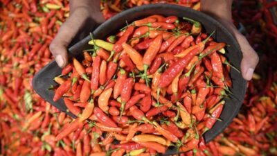 Cabai rawit merah. (Antara)