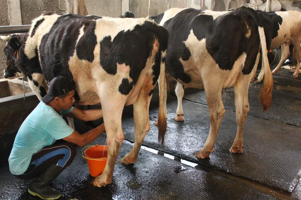 Proses memerah susu dari seekor sapi. (Antara)
