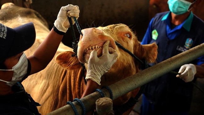 Petugas saat memeriksa kondisi sapi. (Antara)