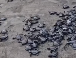 171 Tukik Dilepas di Pantai Pelangi Bantul, Diawali Aksi Bersih-Bersih Sampah Plastik