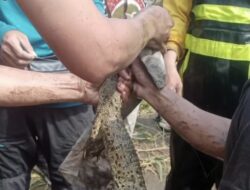 Buaya Sungai Progo Bantul Berhasil Ditangkap, Akan Diserahkan ke Kebun Binatang Suraloka