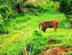 Teror Harimau Sumatra di Permukiman Aceh Timur, BKSDA Pasang Kamera dan Bagikan Mercon